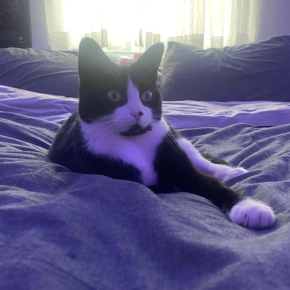 Meet your Posher, Juliette - Picture 1 of 1